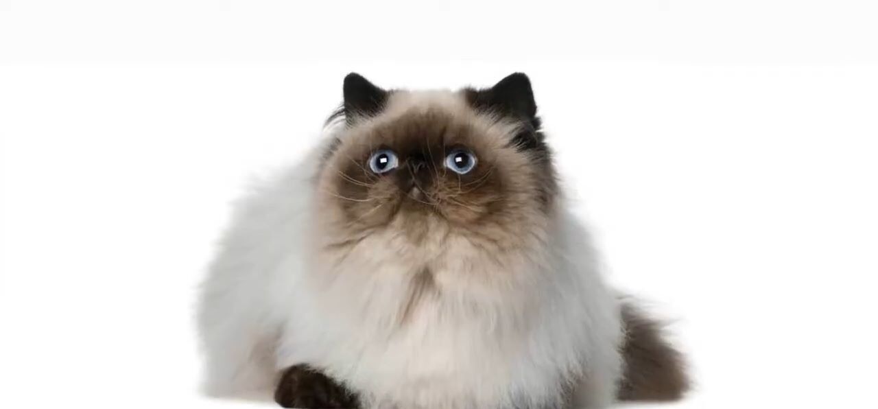 Grumpy Cat Breed Guide: 12 Best Types & Care 2025
