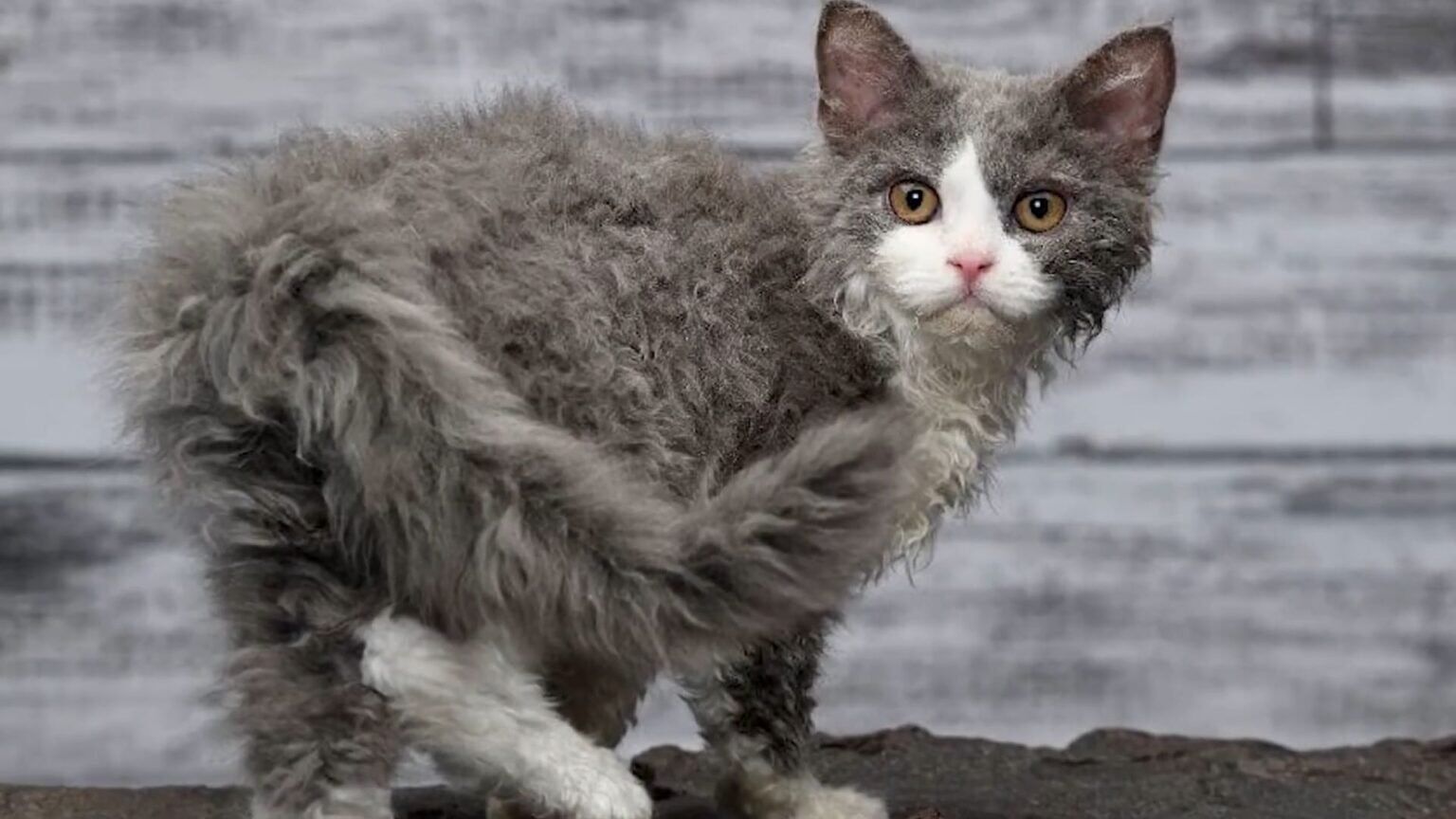 Grumpy Cat Breed Guide: 12 Best Types & Care 2025