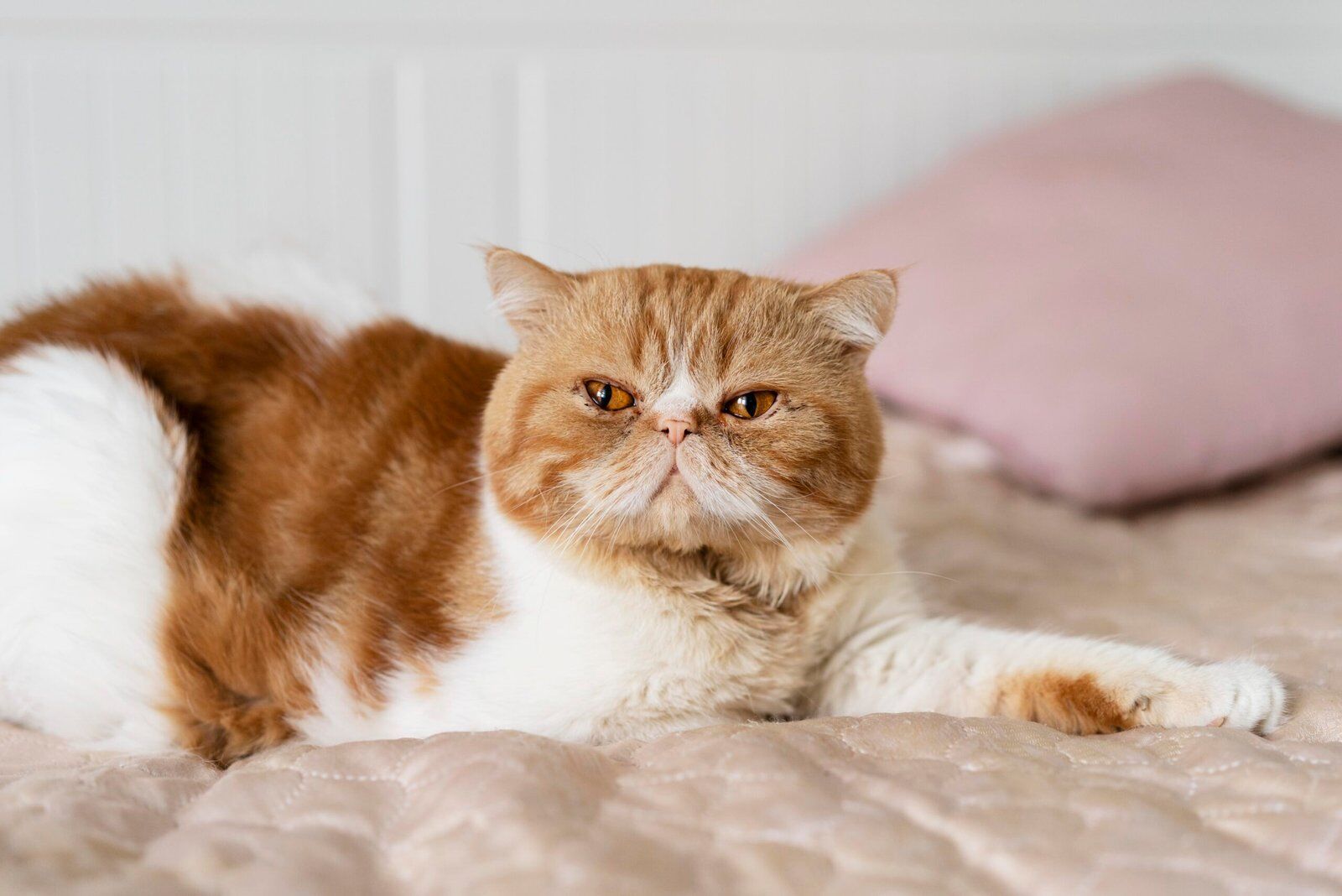 Grumpy Cat Breed Guide: 12 Best Types & Care 2025