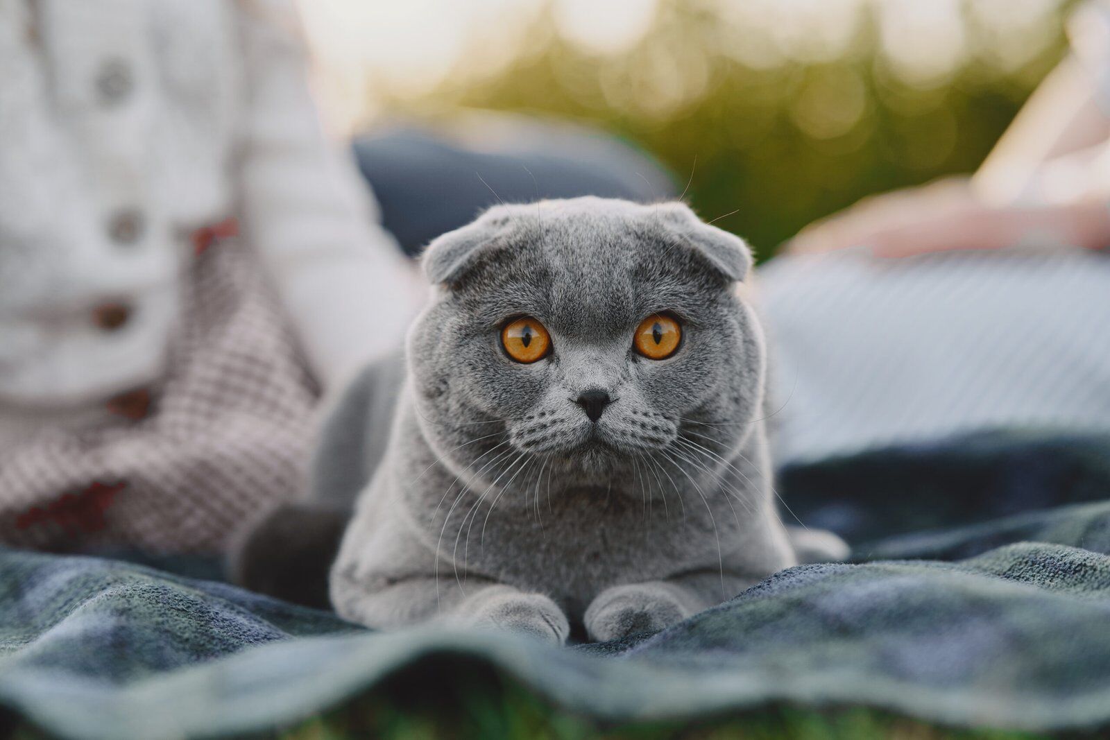 Grumpy Cat Breed Guide: 12 Best Types & Care 2025